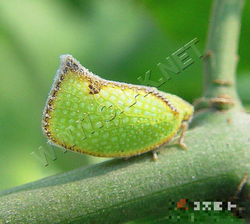 青蛾蜡蝉