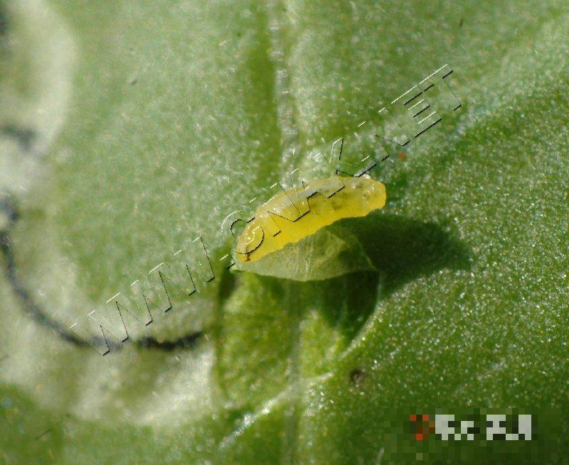 美洲斑潜蝇
