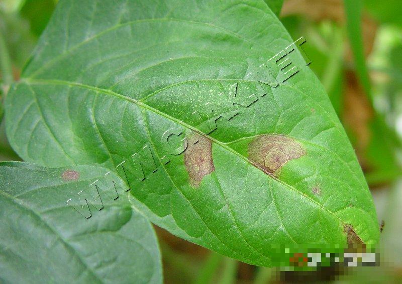 菜豆红斑病