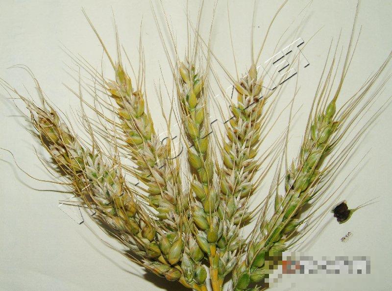 小麦腥黑穗病 小麦腥黑穗病