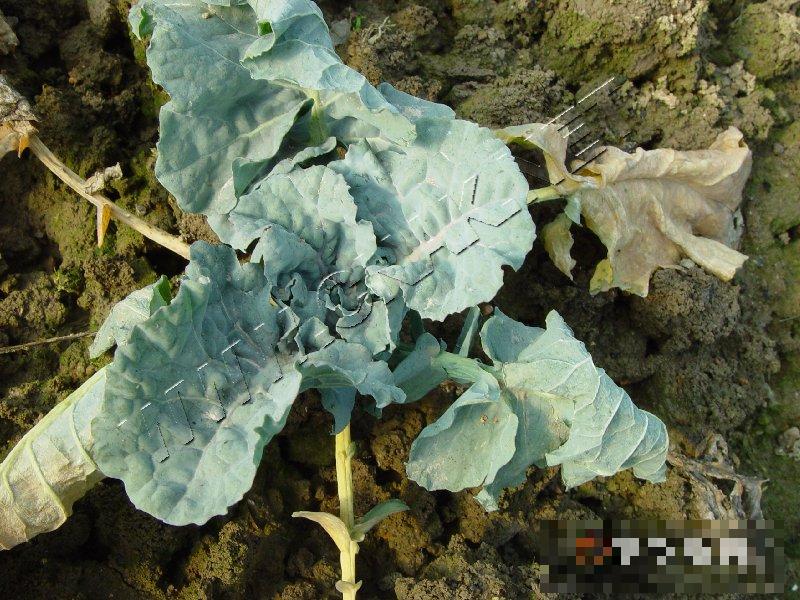 青花菜黑胫病