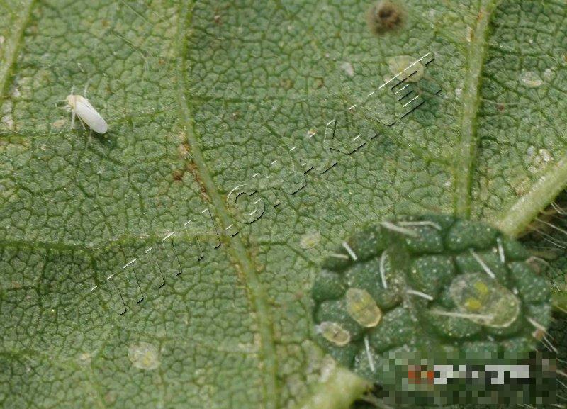 烟粉虱