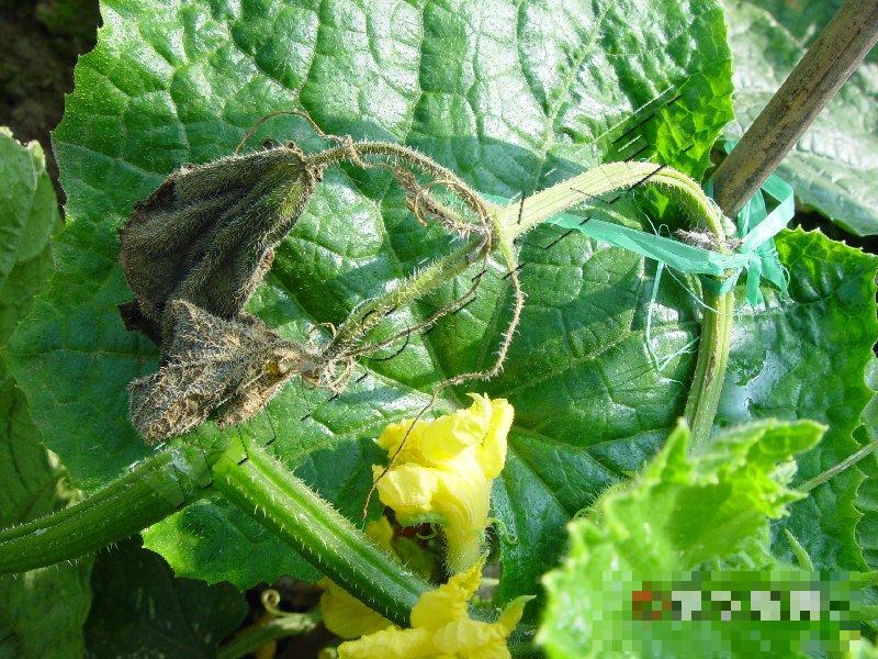 黄瓜疫病