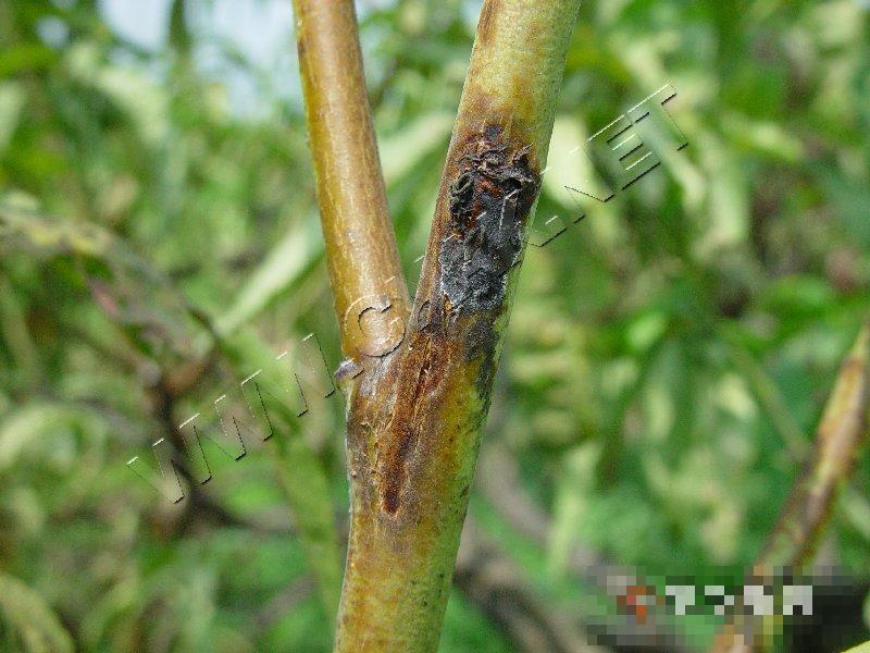 桃细菌性穿孔病