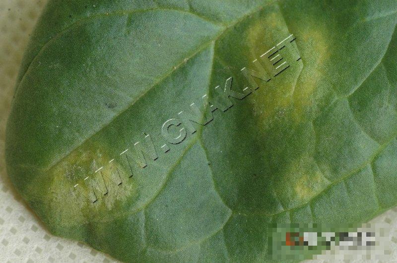 菠菜霜霉病