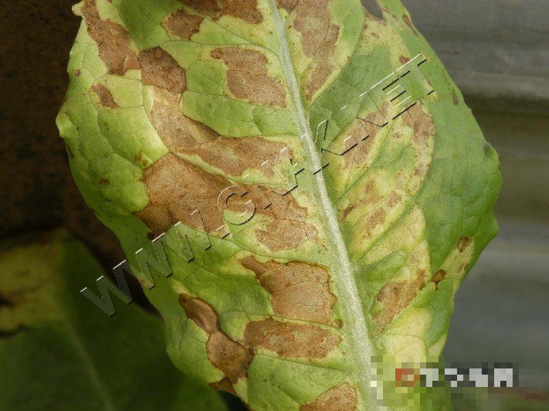 莴笋霜霉病