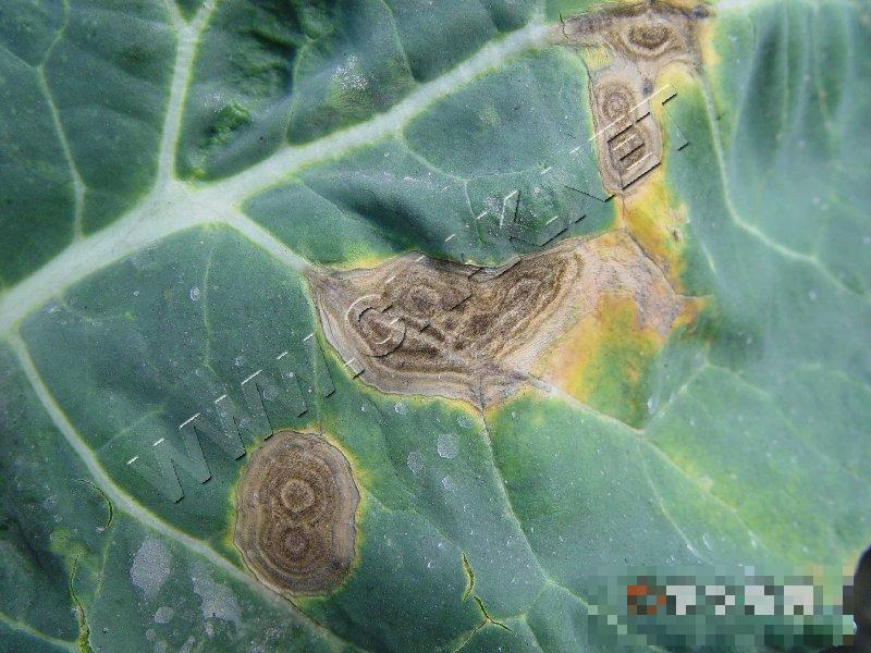 青花菜褐斑病