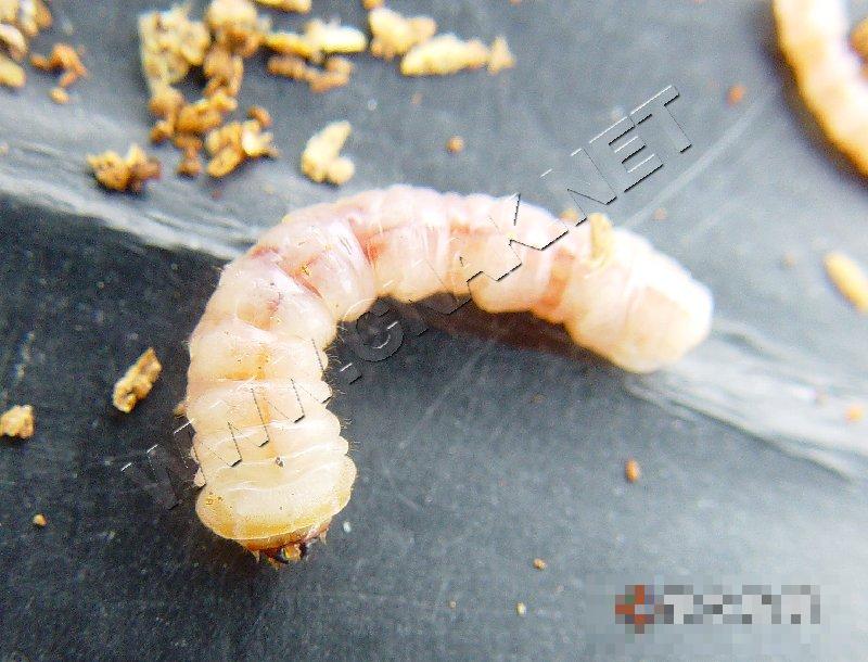 桃红颈天牛