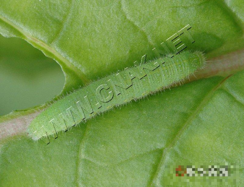 菜粉蝶