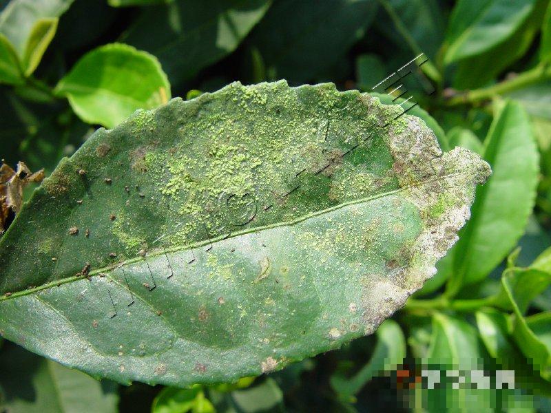 茶树苔藓、地衣