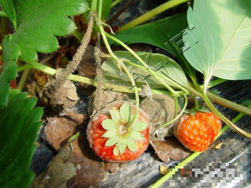 草莓灰霉病