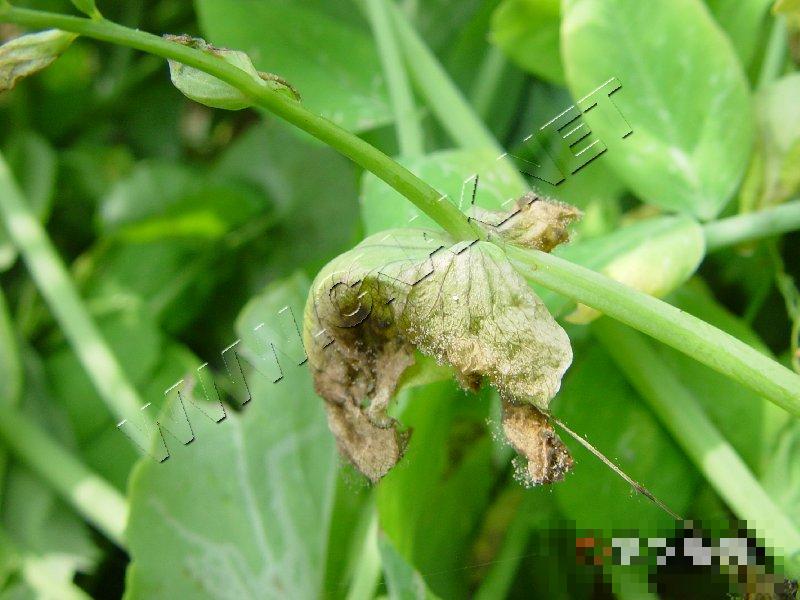 豌豆灰霉病