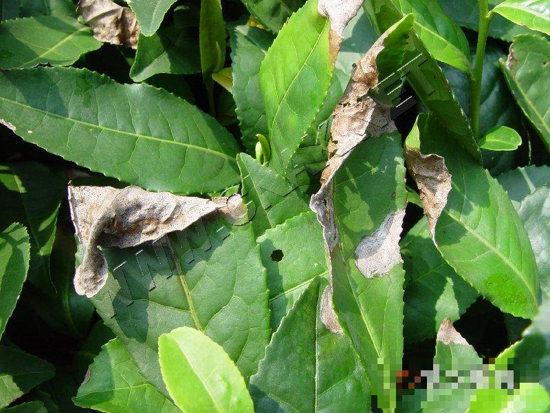 茶云纹叶枯病