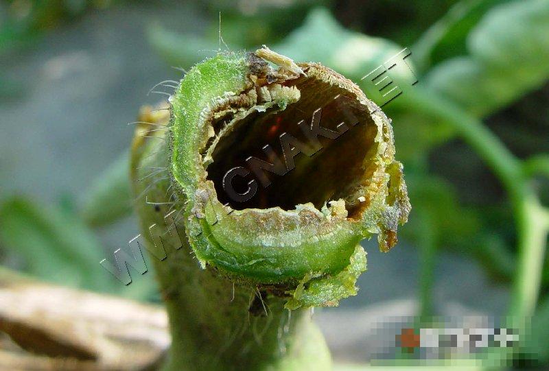 番茄溃疡病