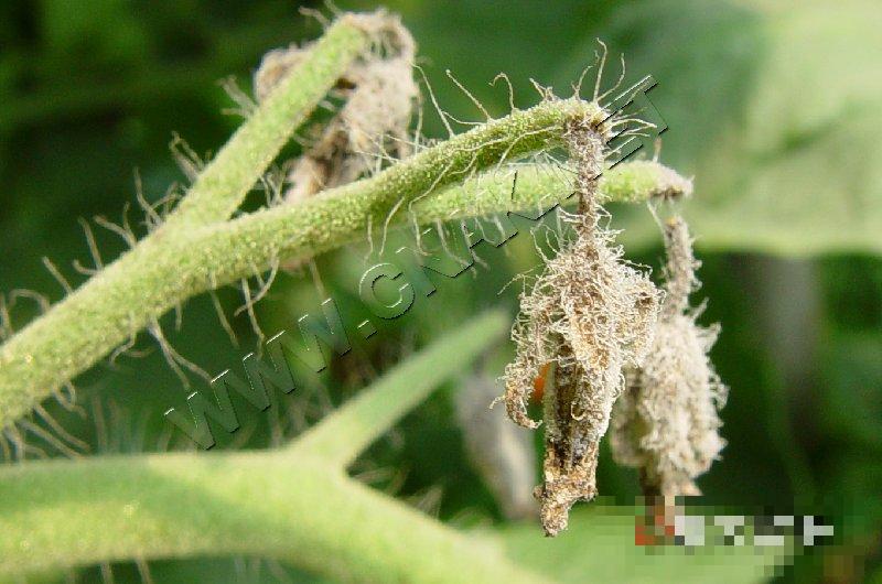 番茄灰霉病