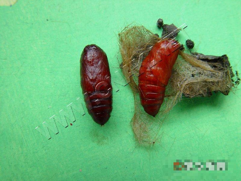 红缘灯蛾
