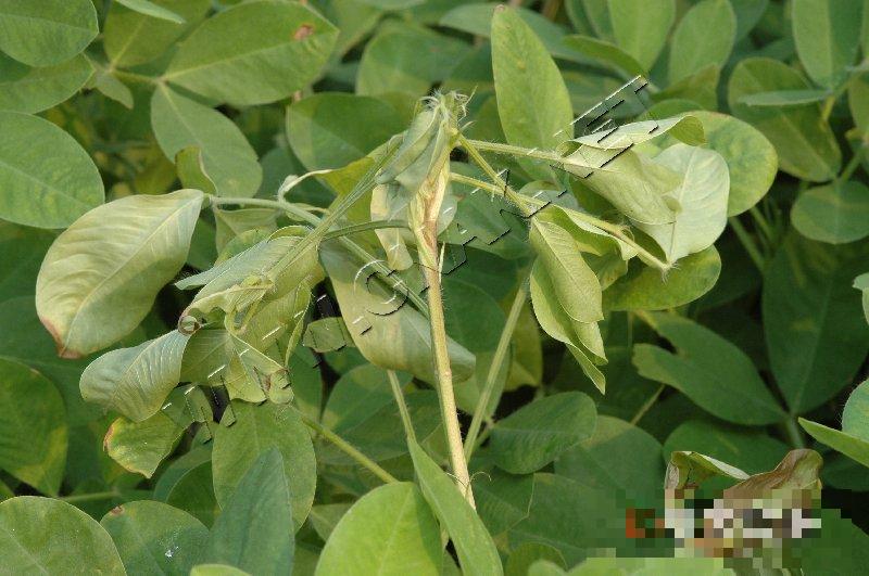 花生菌核病