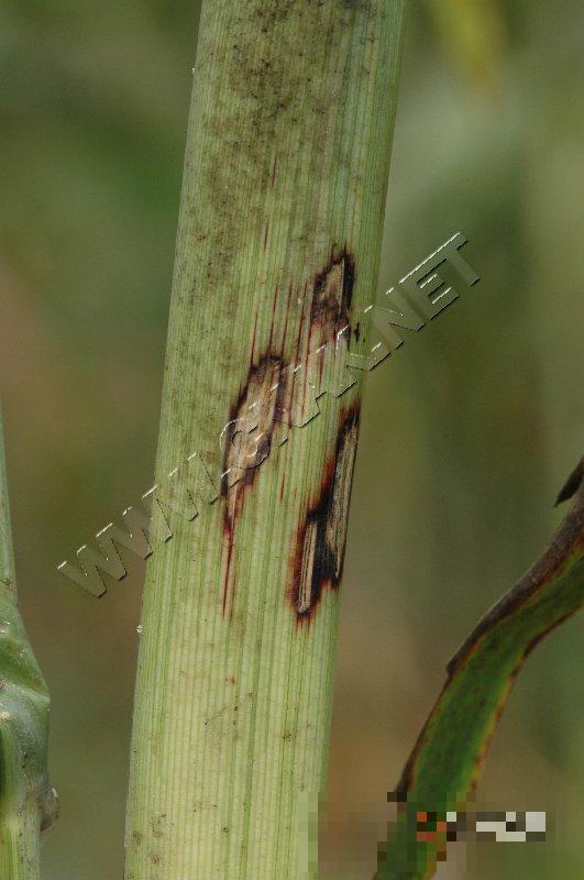 高粱细菌性斑点病