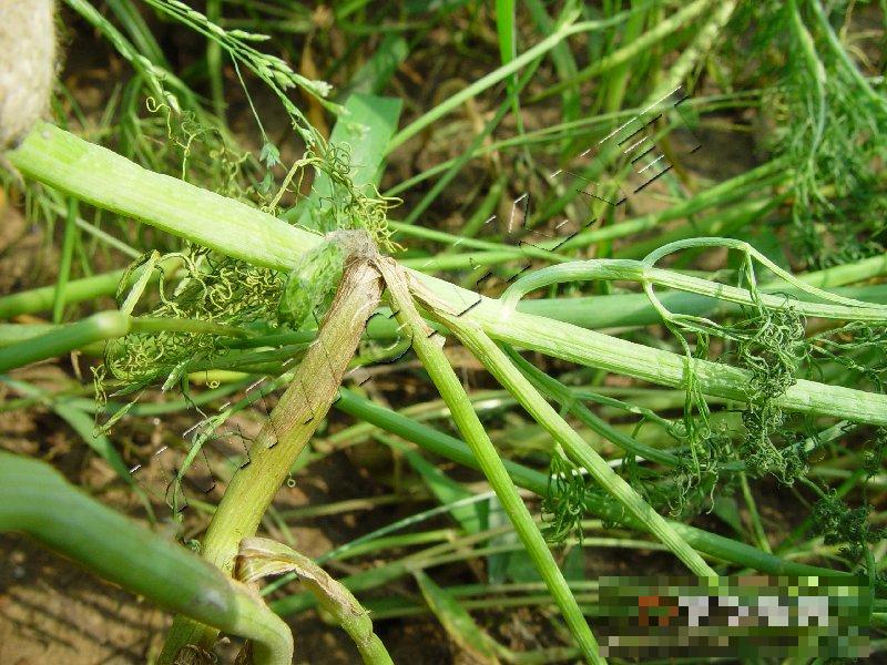 茴香菌核病