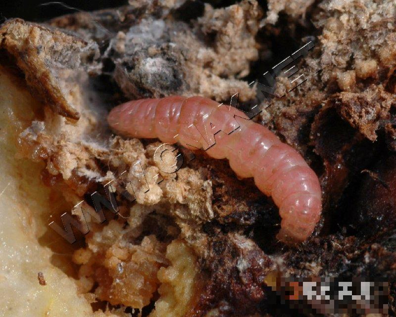 梨小食心虫