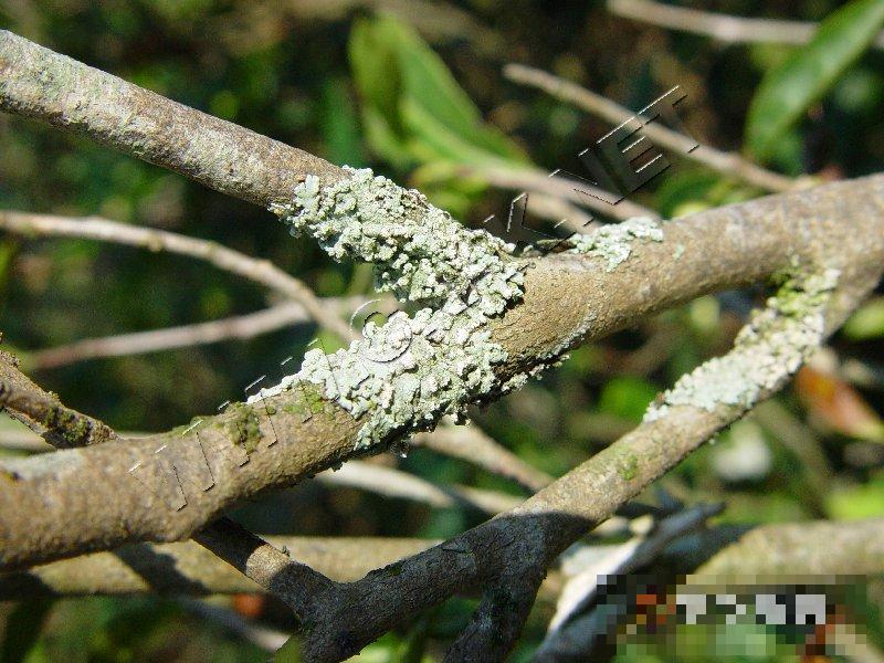 茶树苔藓、地衣