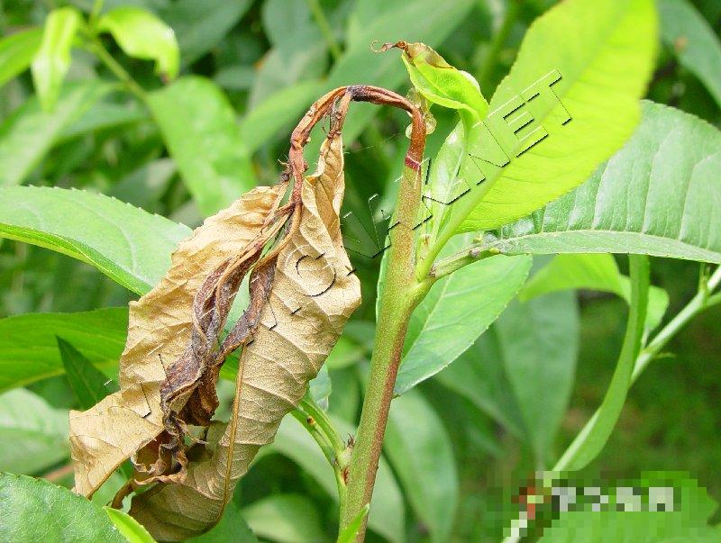 梨小食心虫