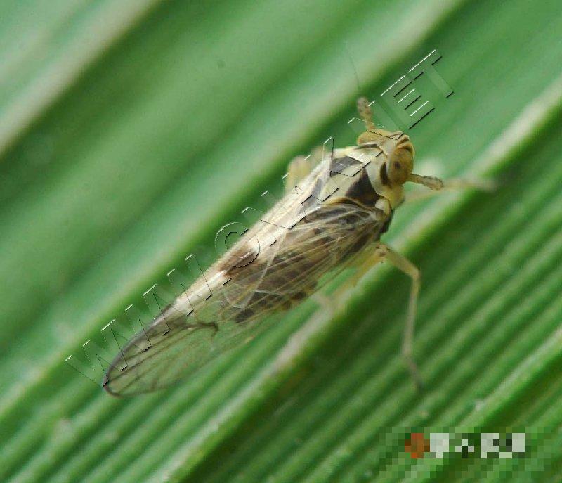 白背飞虱