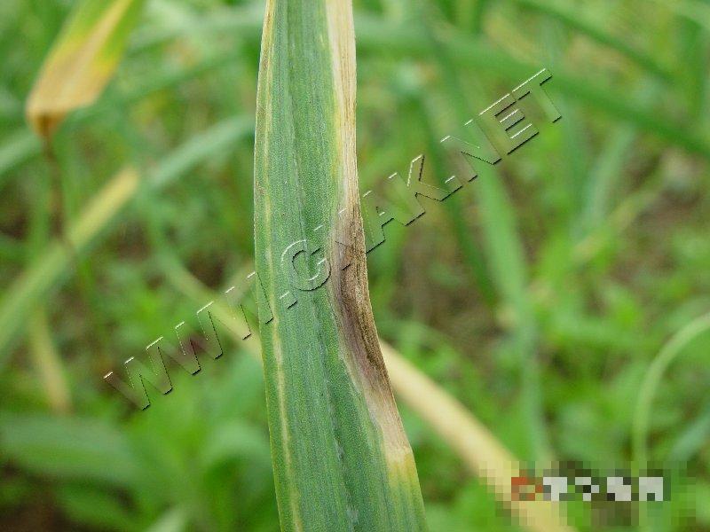 大蒜紫斑病