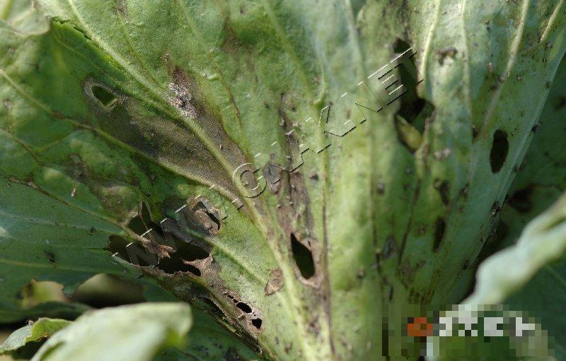 花椰菜细菌性黑斑病