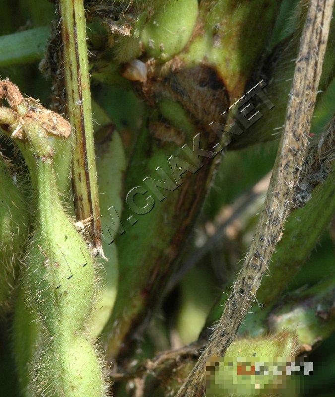 大豆茎枯病