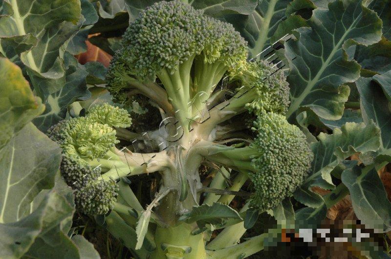 青花菜菌核病