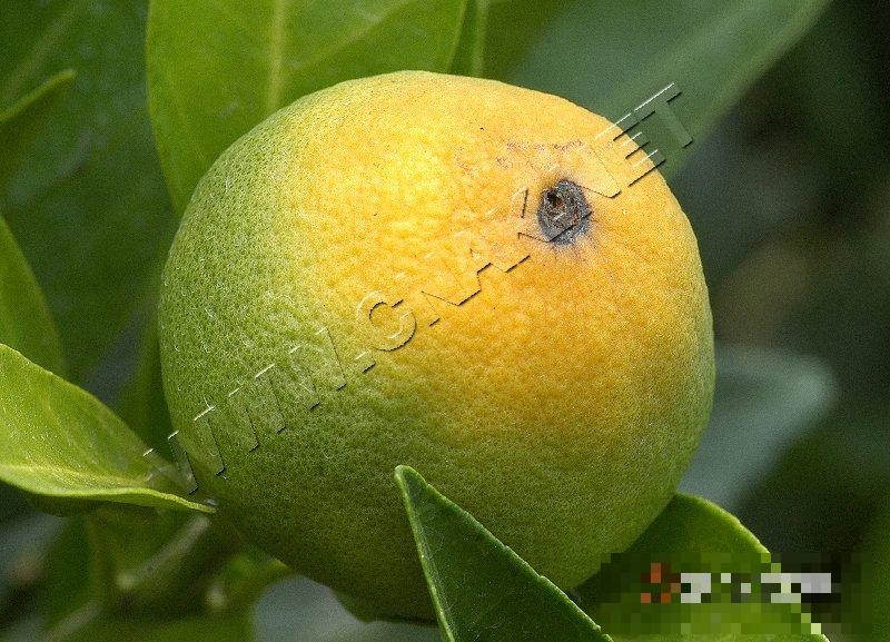 柑橘黑腐病