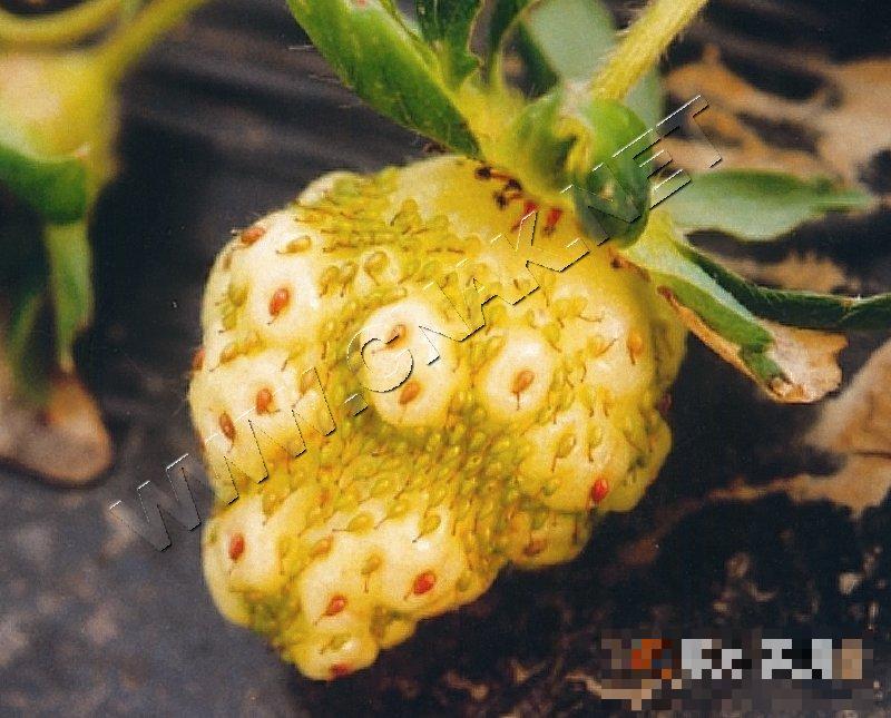 草莓畸形果