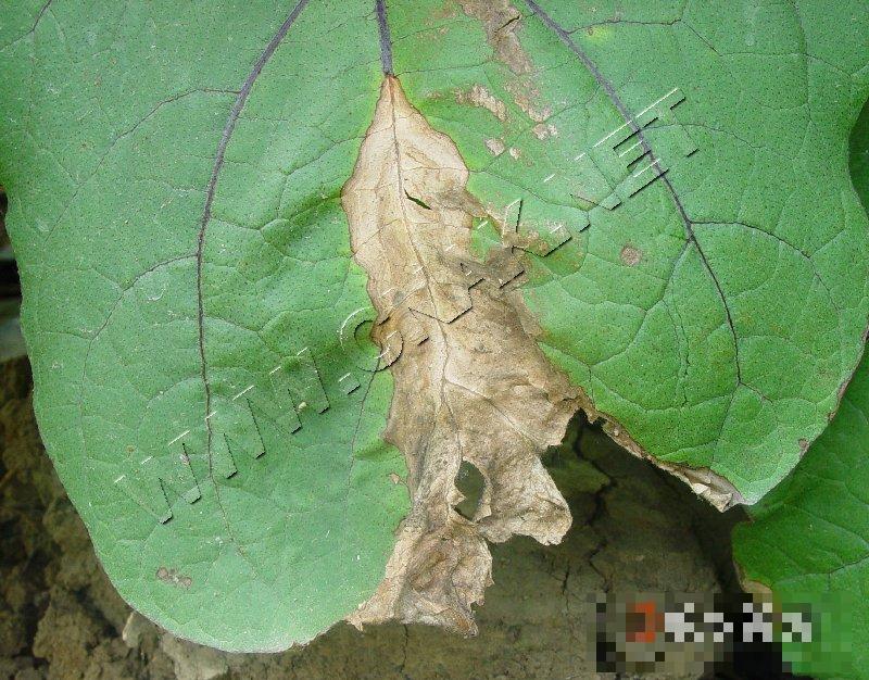 茄子灰霉病