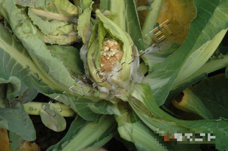 花椰菜菌核病