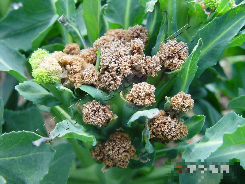 青花菜软腐病