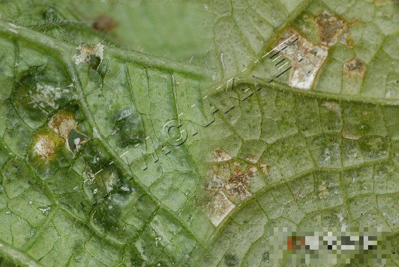 黄瓜霜霉病