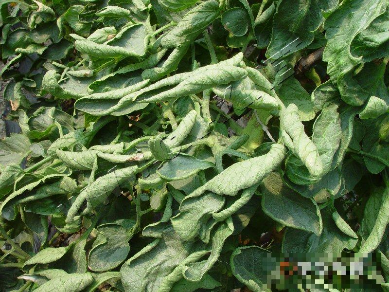 番茄生理性卷叶病
