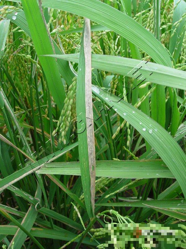 水稻白叶枯病