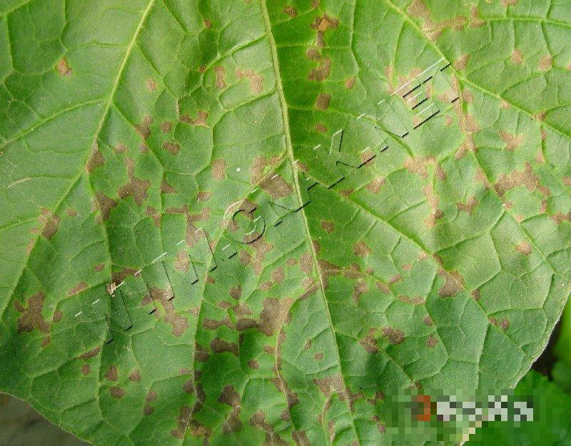 瓠瓜细菌性角斑病