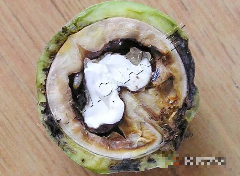 核桃举肢蛾