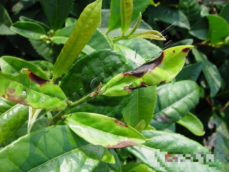 茶芽枯病