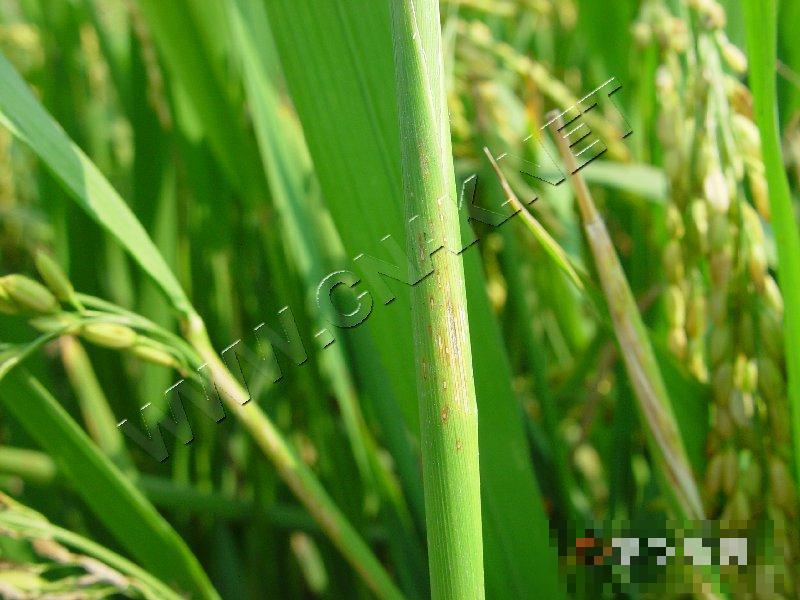 水稻叶鞘腐败病
