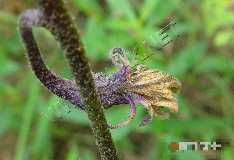 茄子花腐病