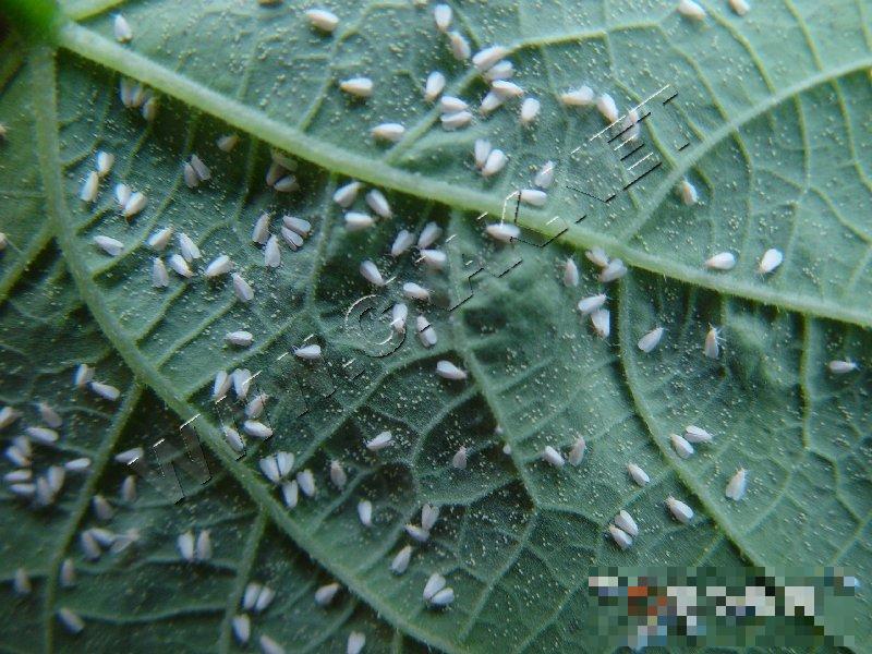 温室白粉虱