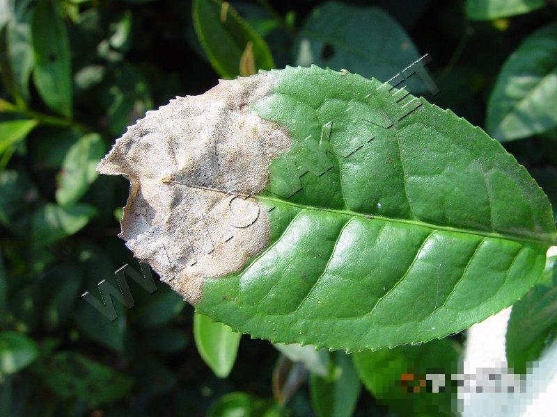 茶云纹叶枯病