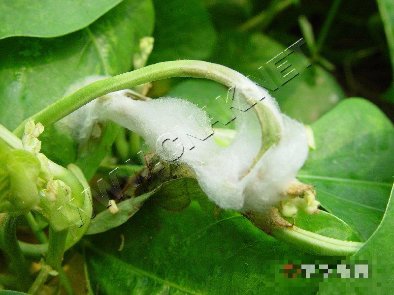 豇豆菌核病