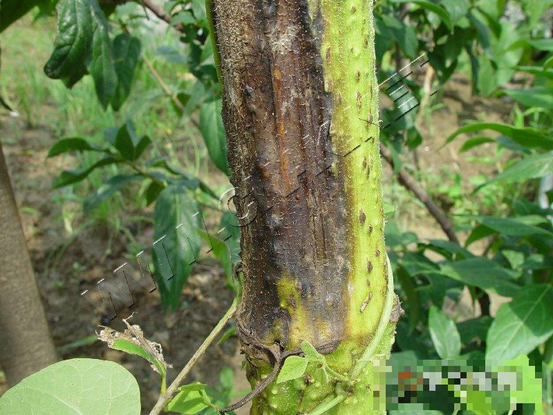 向日葵细菌性茎腐病