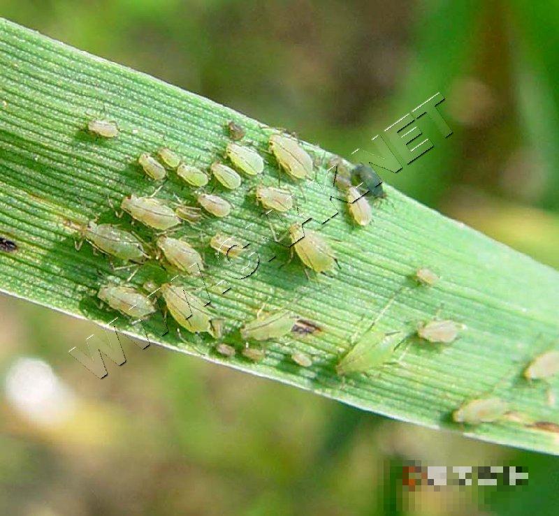 麦长管蚜