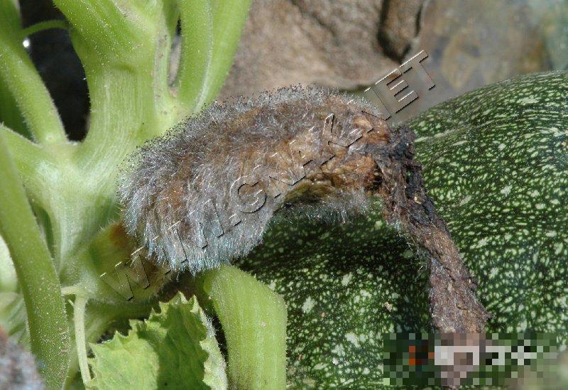 西葫芦根霉果腐病